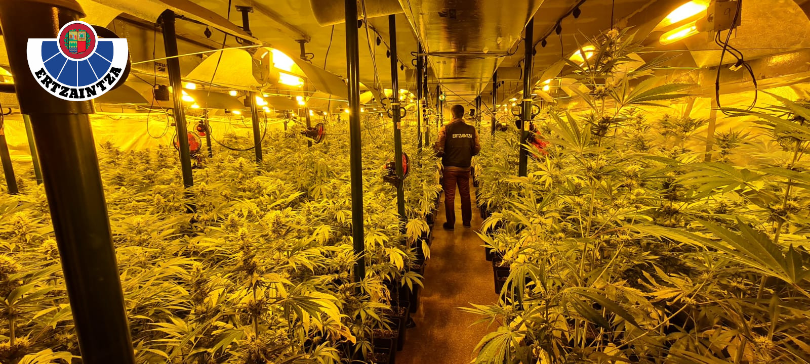 Foto plantación marihuana